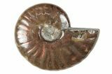 1 1/2 to 2" Flashy, Red Iridescent Ammonite Fossil - Photo 2